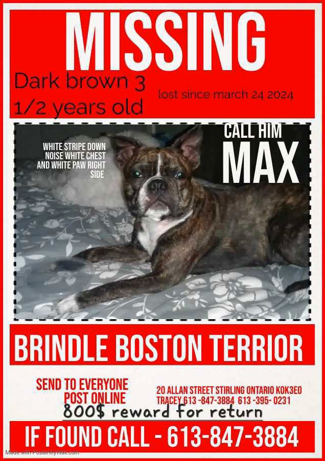 Missing Boston Terrier(brown and black brindle) $800 reward  in Lost & Found in Trenton