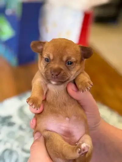 BÉBÉS CHIHUAHUA TOY 4 LIVRES MAX!!, View more