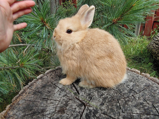 EXTRAORDINARY NETHERLAND DWARF AND LIONHEAD BUNNY RABBITS  in Small Animals for Rehoming in Regina - Image 3