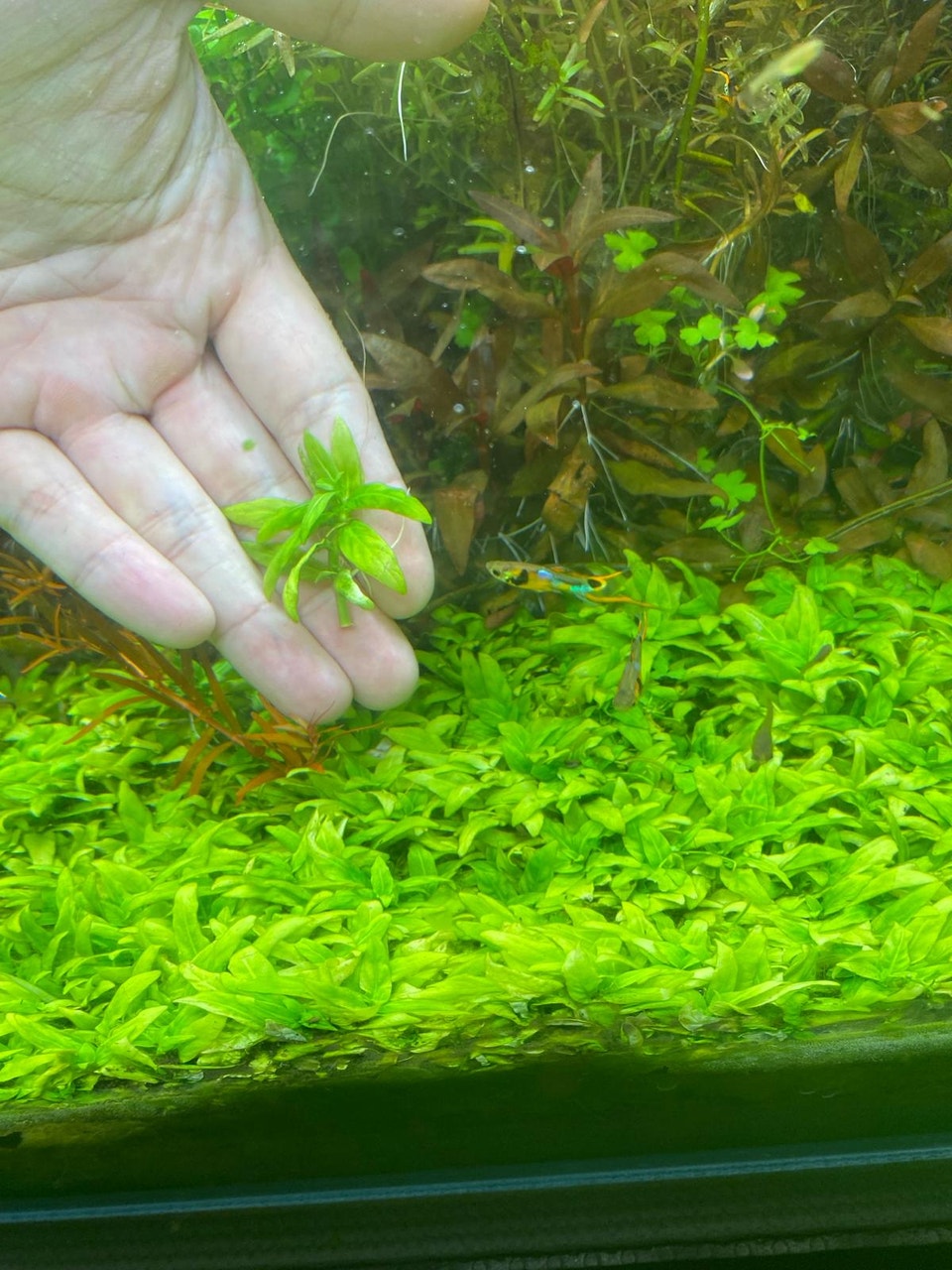 Aquarium plants - Staurogyne Repens | Fish for Rehoming | City of ...