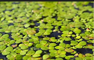 Duckweed , View more