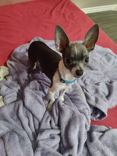 12 month old mexican Chihuahua puppy, View more