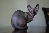LILAC and BLACK DILUTE Blue Eyes Purebred Sphynx TICA cats