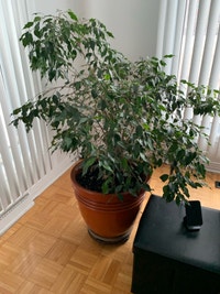 Ficus Arbre Laval / North Shore Greater Montréal Preview