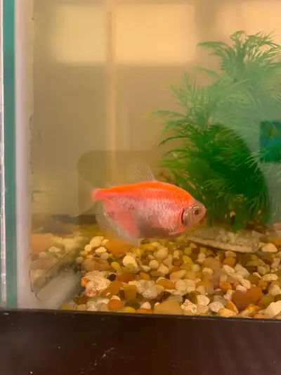 Fish for sale: Orange GloFish and golden algae eater, View more