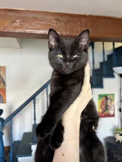 Chatons 12 semaines, View more