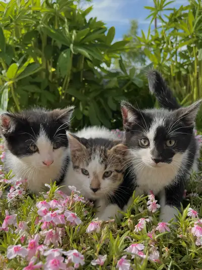 Sweet Kittens , View more