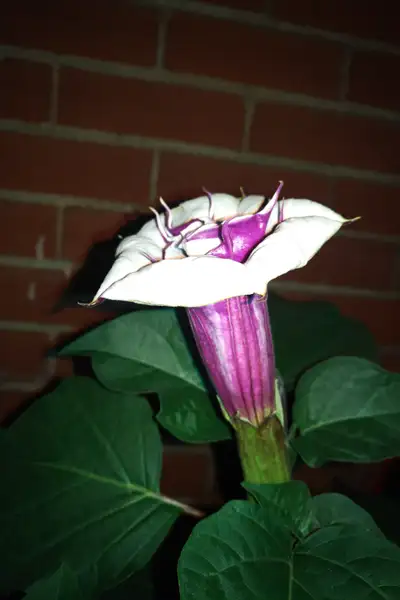 Datura devil's trumpet seed, View more