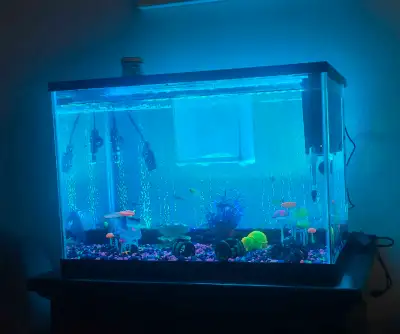 Selling my 20 Gallon bubble wall fish tank like new. Tank was $170 brand new 4 months ago and about...