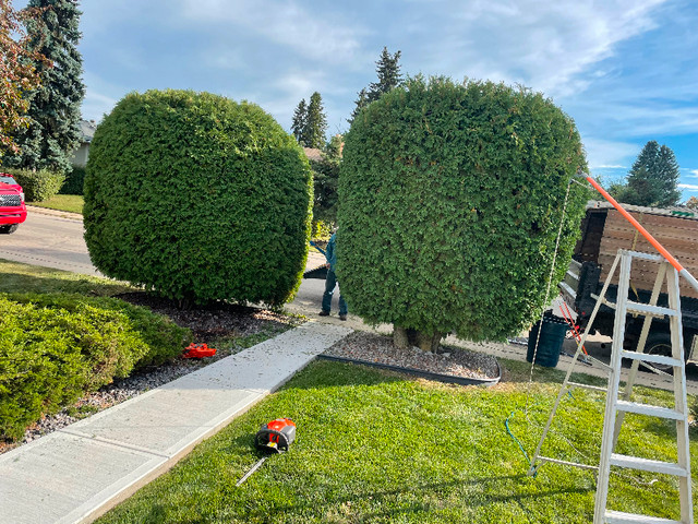 Do your trees require love? - Edmonton in Lawn, Tree Maintenance & Eavestrough in Edmonton - Image 2