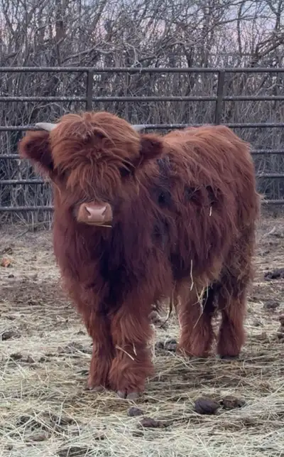 Highland Bull calf, View more
