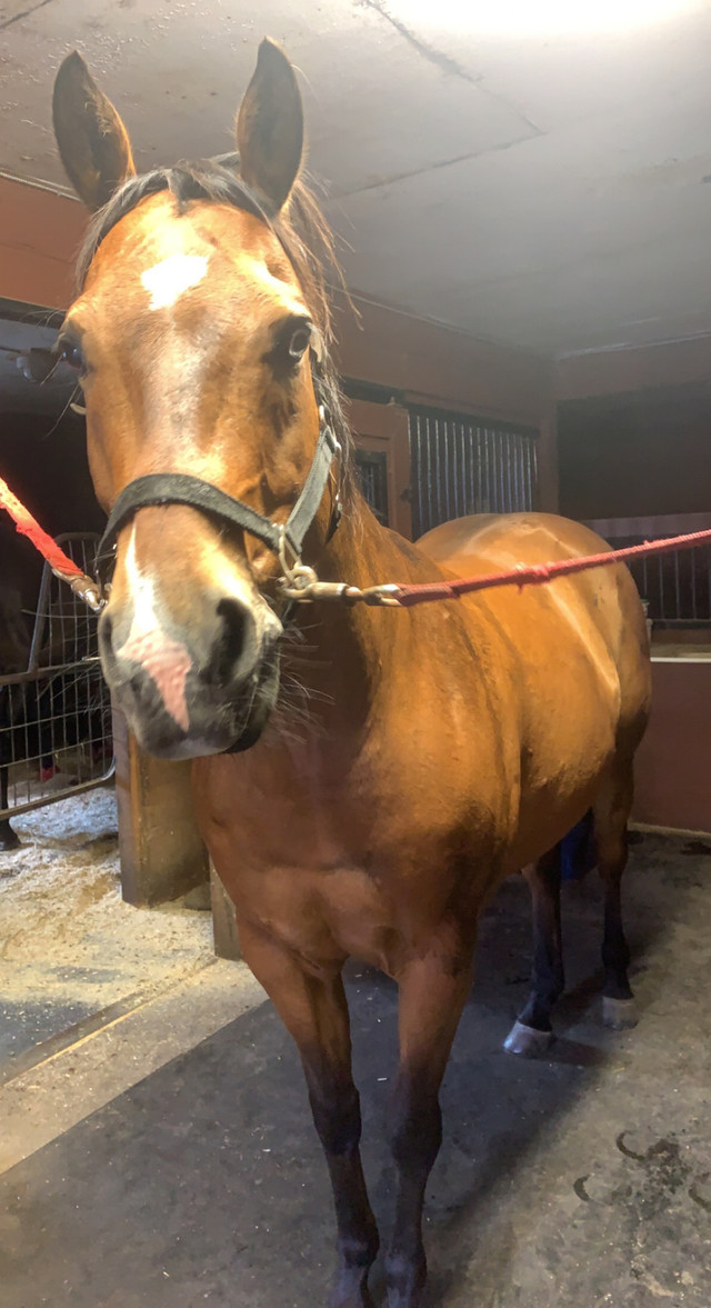 quarter horse in Horses & Ponies for Rehoming in Oakville / Halton Region - Image 3