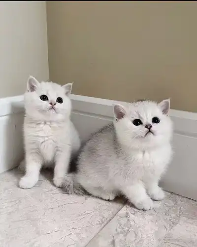 Registered British Shorthair Kittens – Silver Shaded, View more