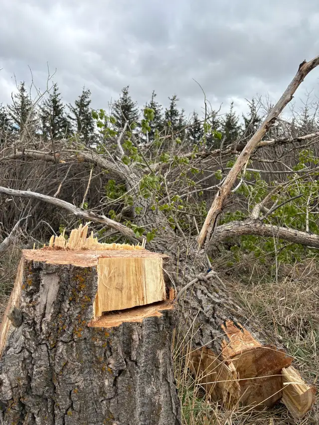 Tree Cutting & Pruning - Calgary and Nearby areas62864353926530123