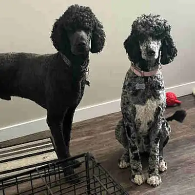 Merle Standard Poodle Puppies 4 left 1 girl 3  boys ❤️, View more