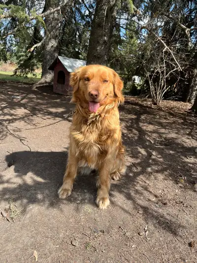 3 year old female Goldendoodle, View more