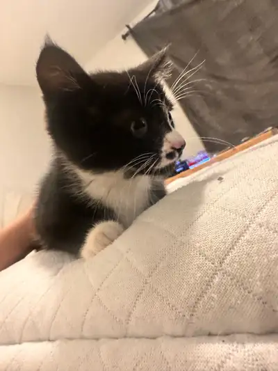 Rag Doll/tabby cross kittens (12weeks) , View more