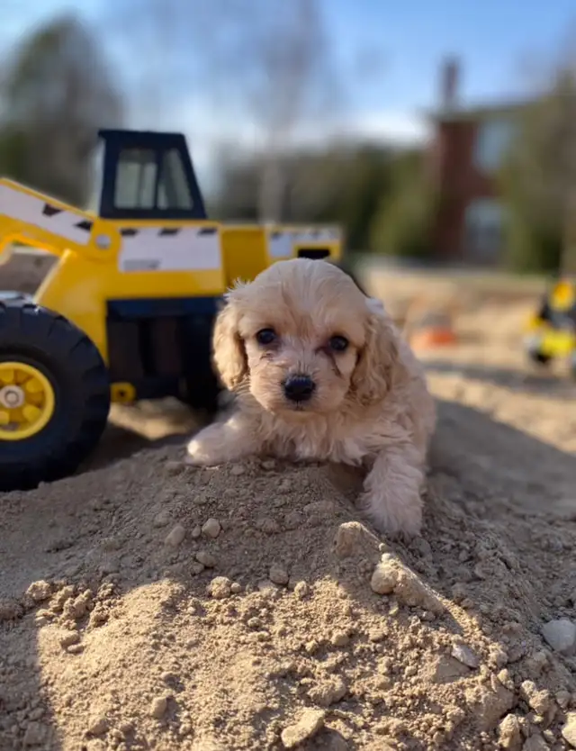mini Cockapoo puppies  in Dogs & Puppies for Rehoming in Oakville / Halton Region - Image 5