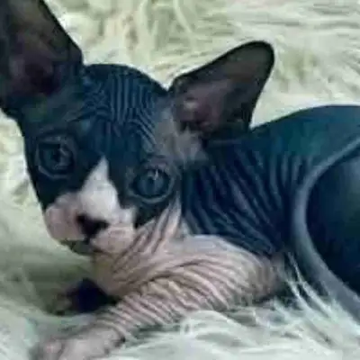 Hello Im looking to adopt a sphynx cat if your rehoming one message me
