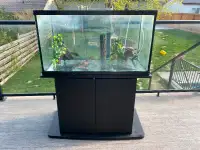Fully set up 50g aquarium with stand