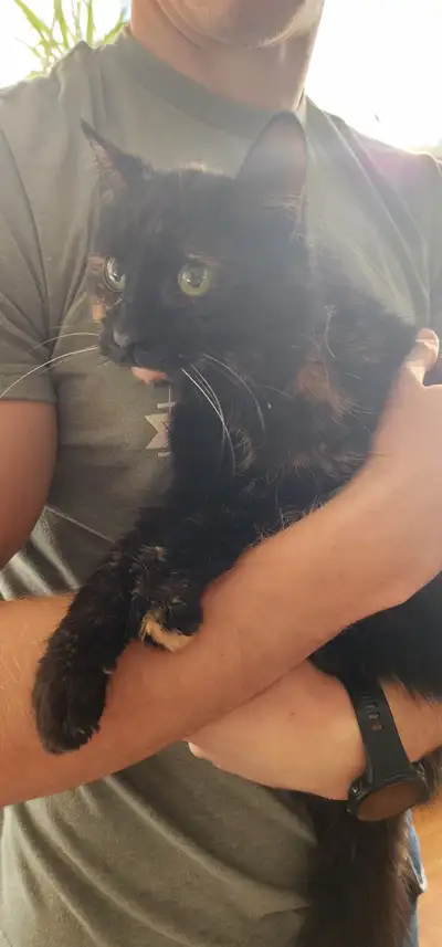 Free - Cat looking for home, View more