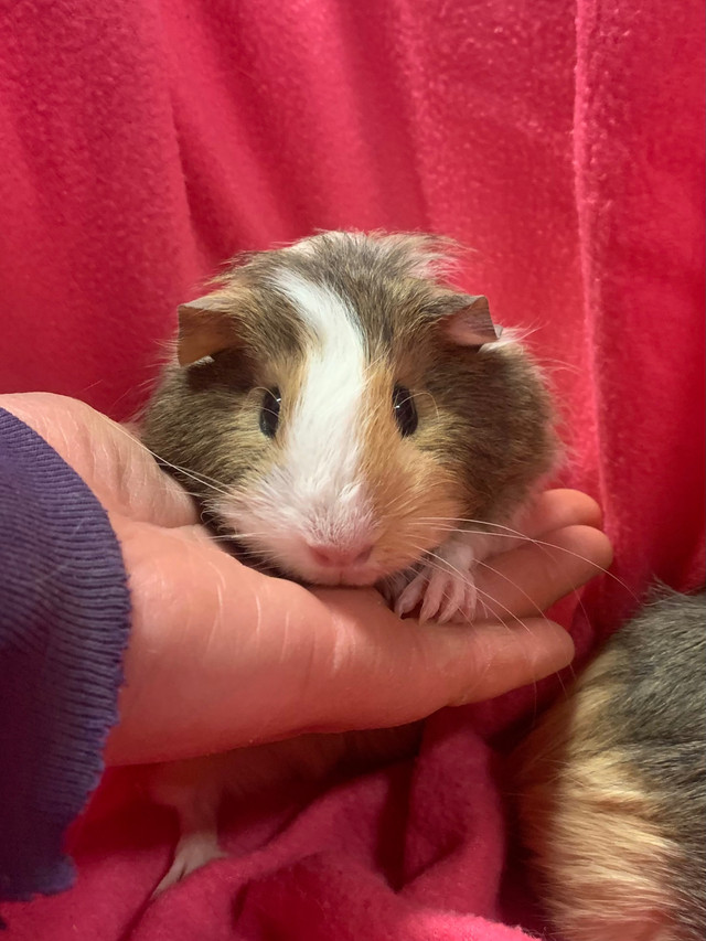 Baby Female Guinea Pig in Small Animals for Rehoming in Oshawa / Durham Region
