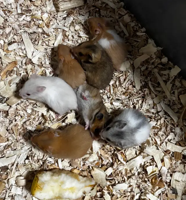 Baby Hamsters in Small Animals for Rehoming in St. Catharines - Image 7