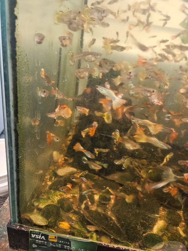 Guppies  and apple snails  in Fish for Rehoming in Calgary - Image 3