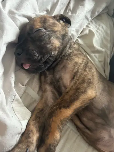 Cane corso/Great Dane puppies ready in 2 weeks with first shots., View more
