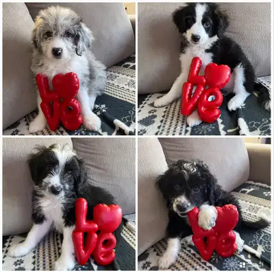 Golden Heelerpoo/Golden Blue Doodle - Valentine's Day Special, View more