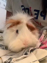 Male Guinea Pig for Sale - Urgent