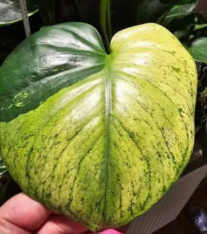 Monstera variegated cuttings upto 2metre length- with many roots in Plants, Fertilizer & Soil in City of Toronto - Image 2