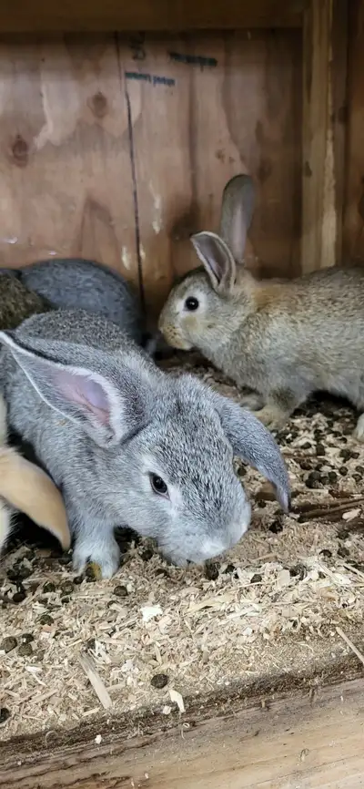 Lapins 75% geant des flandres 25% bélier , la mère est croisée a 50% , jai 6 petits encore disponibl...