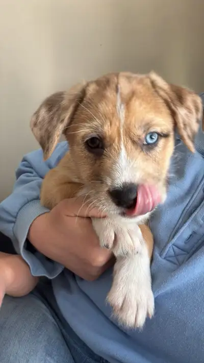 Jack russle terrier border collie mix puppies, View more