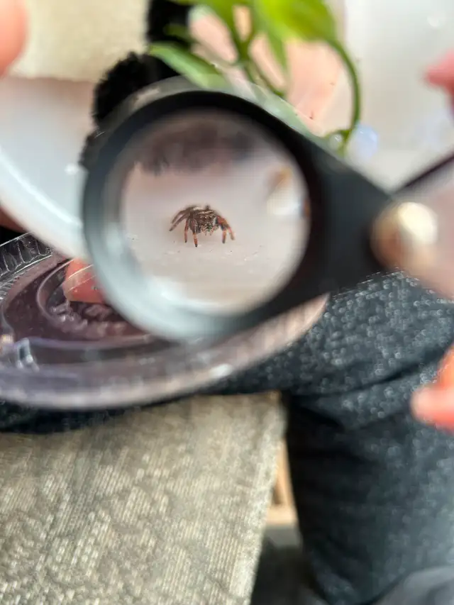 Regal Jumping Spiders in Other in Markham / York Region - Image 5