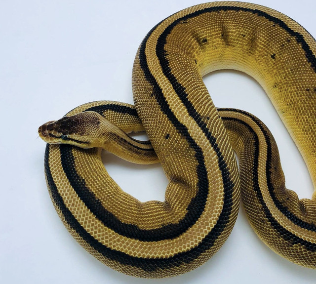 MUST GOPastel Genetic Stripe Het Enhancer Female in Reptiles & Amphibians for Rehoming in Kelowna - Image 3