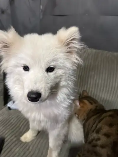 Meet Our Beautiful Samoyed Puppy 25-week-old female Samoyed looking for her forever home. She has a...