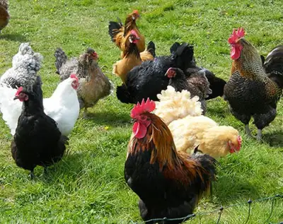 laying hens, View more