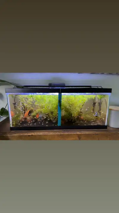 polar blue parrot cichlids, View more