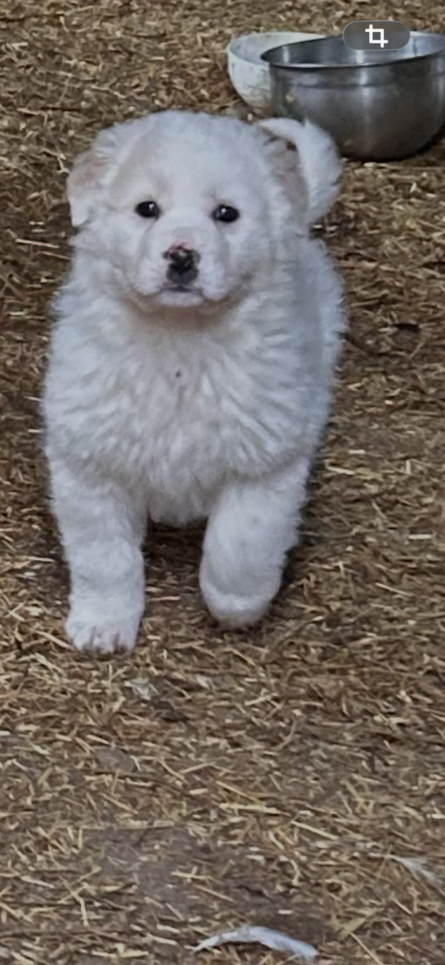 Livestock Guardian Pups in Dogs & Puppies for Rehoming in Owen Sound - Image 5