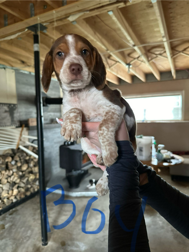  RARE chocolate/blue tick beagles 4 Left!! in Dogs & Puppies for Rehoming in City of Halifax - Image 2