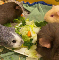 4 female guinea pigs
