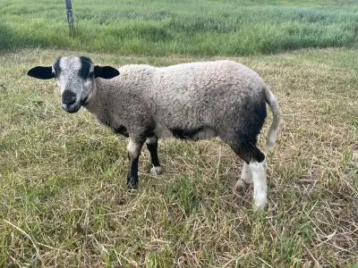 Katahdin/Dorper/Blackbelly ram lambs, View more