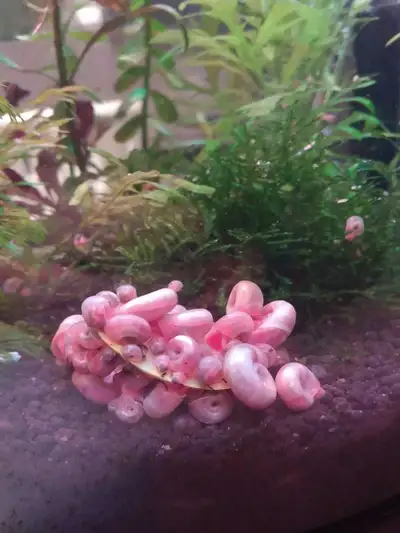 15 Ramshorn Snails, Voir plus