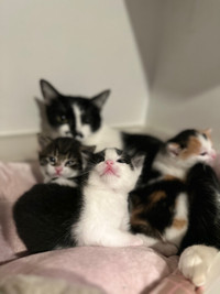 Kittens for Rehoming 