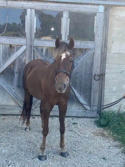 13yr old pony mare for sale , View more