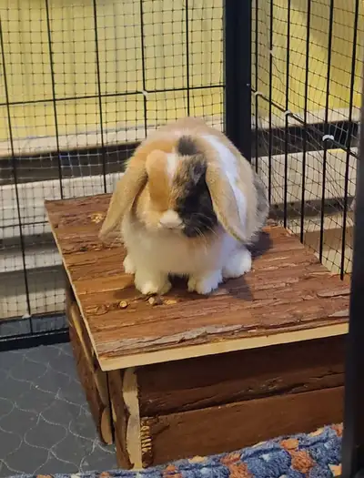 Dwarf Holland Lop, View more