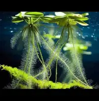 10x  Amazon frogbit live aquatic aquarium plant