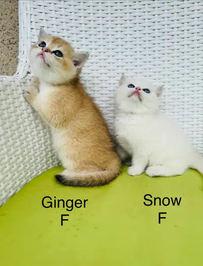 British short hair Kittens, View more