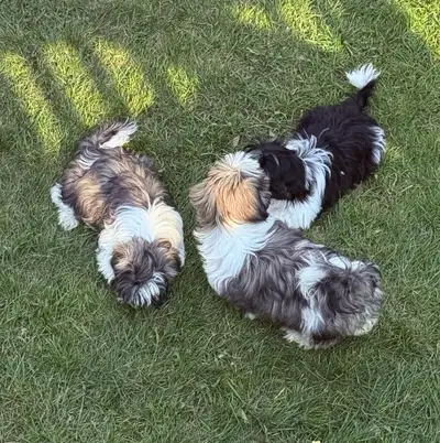 purebred shih tzu, View more